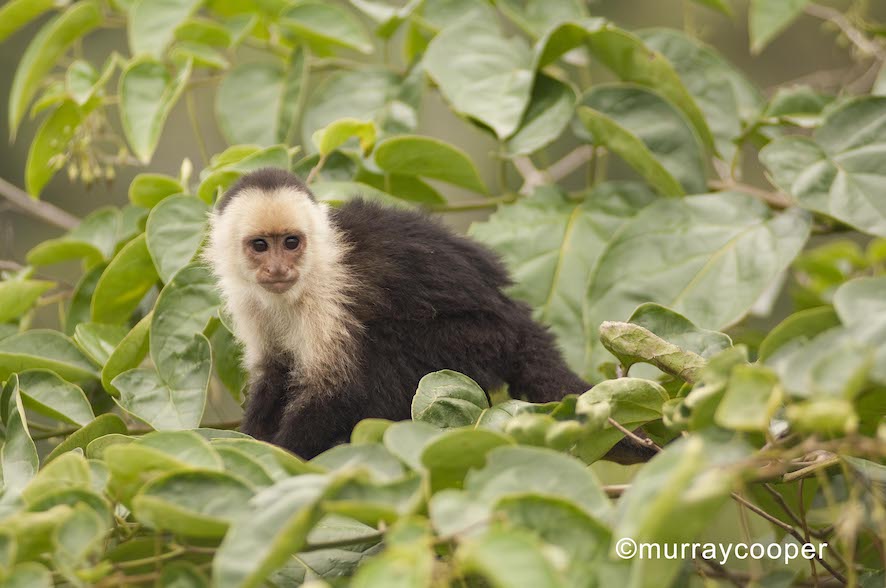 Rainforest Monkeys of Ecuador - Capuchins, Howlers and Spider Monkeys