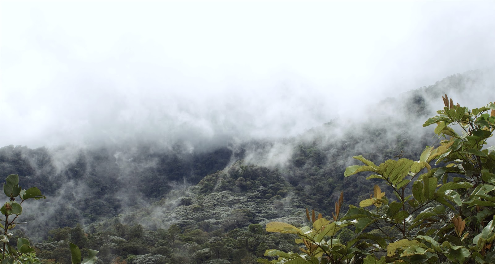 The Los Cedros Protected Forest, which protects primary endangered Chocó cloud forest habitat in northwestern Ecuador. Image credit: Marrow of the Mountain
