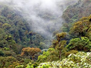 Se realiza la primera audiencia pública para el caso histórico sobre los Derechos de la Naturaleza